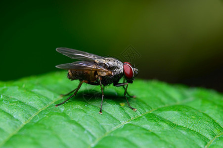 苍蝇在自然的树叶上飞翔动物高清图片素材