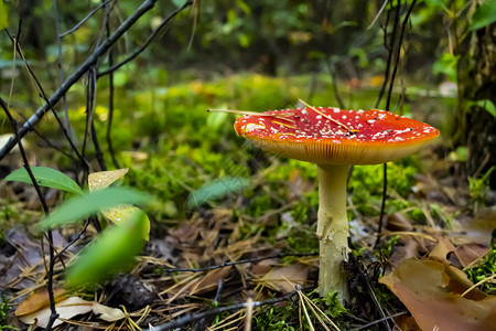 森林中的毒蘑菇高清图片