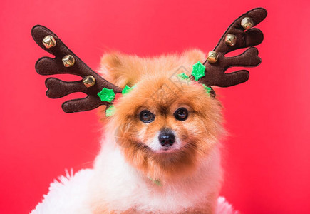 圣诞鹿角特写奇瓦瓦狗有趣的驯鹿肖像红色背景上的圣诞鹿服装背景
