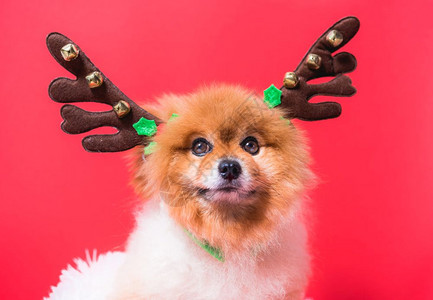 特写奇瓦瓦狗有趣的驯鹿肖像红色背景上的圣诞鹿服装图片