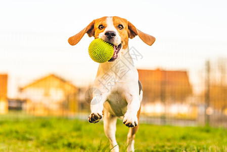 Beagle狗在花园里跑向绿色球的摄像头日光狗在拿玩具复制空间图片