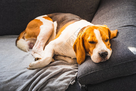 坐在沙发上的宠物和悲伤脸孔萧条概念美丽的beagle猎犬与明亮的内部背景坐在沙发上的宠物与悲伤脸孔沮丧概念美丽猎犬与悲伤内部背景图片