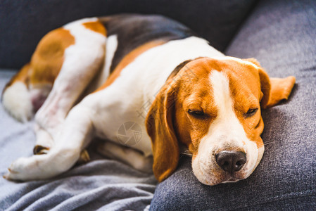 坐在沙发上的宠物和悲伤脸孔萧条概念美丽的beagle猎犬与明亮的内部背景坐在沙发上的宠物与悲伤脸孔沮丧概念美丽猎犬与悲伤内部背景图片