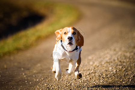 DogBeagle跑得快跳着舌头到农村宠物背景跑着快图片