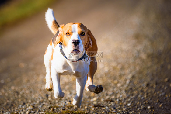 DogBeagle跑得快跳着舌头到农村宠物背景跑着快图片