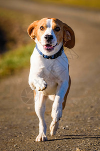 DogBeagle跑得快跳着舌头到农村宠物背景跑着快图片