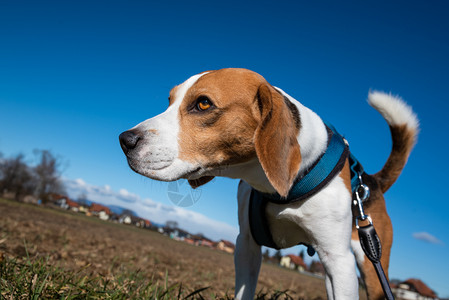 Beagle狗在农村公路上Sunny白天的风景模仿空间与狗一起散步Beagle狗在农村公路上Sunny白天的风景模仿空间图片