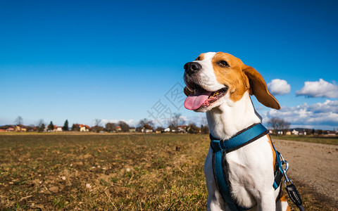 Beagle狗在农村公路上Sunny白天的风景模仿空间与狗一起散步Beagle狗在农村公路上Sunny白天的风景模仿空间图片