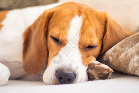 疲倦的狗睡在沙发上滑稽的姿势看着镜头沙发上的小猎犬疲惫不堪的狗睡在沙发上小猎犬睡在沙发上图片