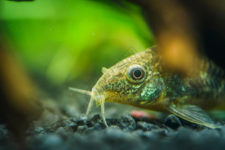 小鱼Corydoras前端封闭背景模糊选择焦点小型鱼前端封闭自然背景模糊图片