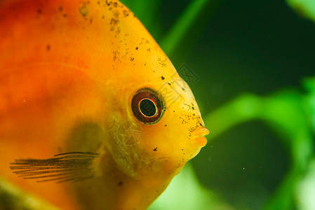 红色橙热带鱼在缸中的肖像有选择焦点背景红橙色热带鱼在缸中的肖像有选择焦点背景有选择的焦点背景图片