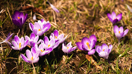 Crocus复式鳄鱼或是爱丽丝家族中花卉的基因一只鳄鱼群片草地充满了鳄鱼近距离的椰子鳄鱼复式或是爱丽丝家族中花卉的基因一群鳄鱼片图片