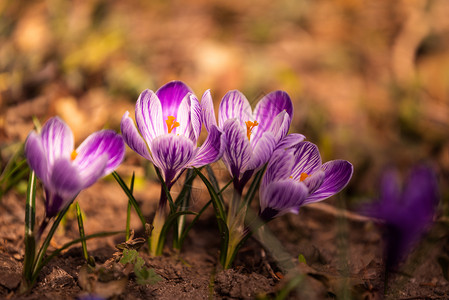 Crocus复式鳄鱼或是爱丽丝家族中花卉的基因一只鳄鱼群片草地充满了鳄鱼近距离的椰子鳄鱼复式或是爱丽丝家族中花卉的基因一群鳄鱼片图片