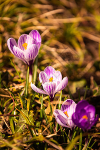 Crocus复式鳄鱼或是爱丽丝家族中花卉的基因一只鳄鱼群片草地充满了鳄鱼近距离的椰子鳄鱼复式或是爱丽丝家族中花卉的基因一群鳄鱼片图片