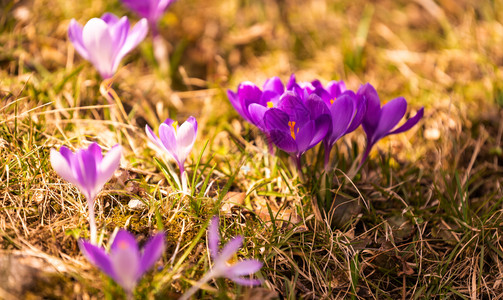 Crocus复式鳄鱼或是爱丽丝家族中花卉的基因一只鳄鱼群片草地充满了鳄鱼近距离的椰子鳄鱼复式或是爱丽丝家族中花卉的基因一群鳄鱼片图片