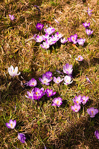 Crocus复式鳄鱼或是爱丽丝家族中花卉的基因一只鳄鱼群片草地充满了鳄鱼近距离的椰子鳄鱼复式或是爱丽丝家族中花卉的基因一群鳄鱼片图片