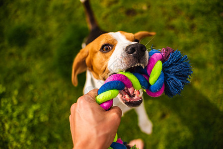 Dogbeagle拉起玩具和拖式战争游戏夏季的Tug拖式战争游戏背景图片