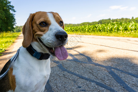 Beagle狗在农村沥青公路上Sunny夏日照样复制空间Beagle狗在农村沥青公路上图片