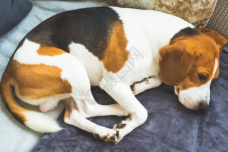 比格狗肖像累睡在舒适的沙发上养着他们的背景比格狗睡在舒适的沙发上背景图片