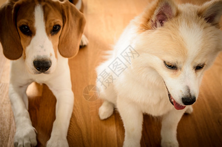 两只狗在地板上吐口水朋友们背景图片
