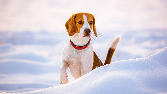户外雪地里的比格犬站在摄像机前看着微微右转户外雪地里的小猎犬图片