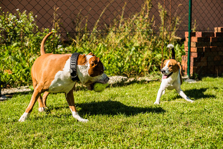 斯塔福德郡小猎犬阿姆斯塔夫犬和一只小猎犬和一个球在花园里奔跑美国斯塔福德郡猎犬阿姆斯塔夫狗在花园里玩耍斯塔福德郡猎犬阿姆斯塔夫狗图片