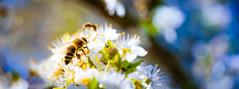 蜜蜂收集花和在白樱树花上传播粉对生态环境可持续具有重要意义复制空间蜜蜂收集花和在白樱树花上传播粉的近照背景