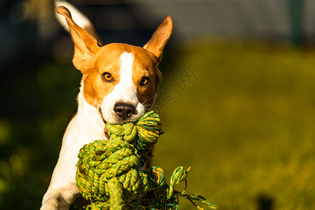 在花园户外玩比格尔狗的乐趣与绳子一起奔向相机活跃的宠物概念野外玩比格尔狗的乐趣图片