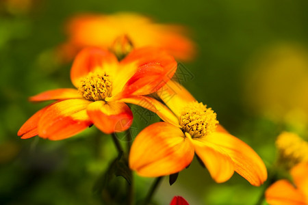 美丽的橙色花朵在春天有绿色的自然背景详细的宏观摄影背景图片