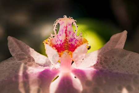 粉红兰花的紧贴朵闪光自然抽象花岗背景闪光自然图片