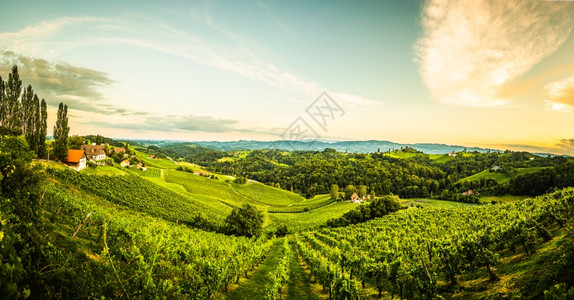 南施蒂里亚葡萄园景观奥地利加姆茨附近的苏尔兹塔欧洲埃克伯格欧洲夏季葡萄树山的酒路景色旅游目的地点奥利葡萄山的酒路景色夏季旅游目的图片