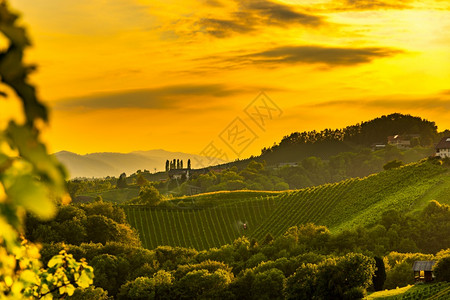 南施蒂里亚葡萄园景观奥地利加姆茨附近的苏尔兹塔欧洲埃克伯格欧洲夏季葡萄树山的酒路景色旅游目的地点奥利葡萄山的酒路景色夏季旅游目的图片