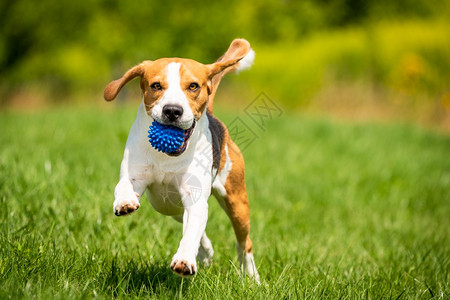 Beagle狗带着球跑过绿草地复制空间家禽狗概念拿蓝色球Beagle狗从绿色草地跑到相机图片