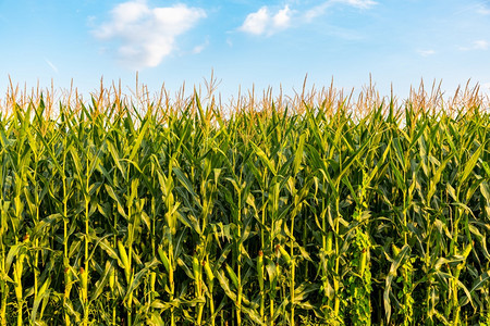 夏季的玉米田间对蓝天空复制间农业概念图片