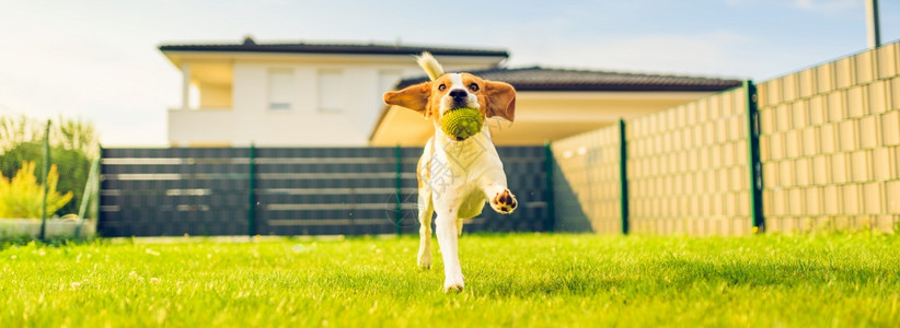 狗做鬼脸从后院跑过去有趣的小猎犬5岁发型顺滑犬式横幅狗做鬼脸从后院跑过去有趣的小猎犬5岁发型顺滑图片