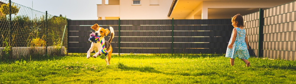 Beagle狗用绳子穿过绿色草地复制空间家禽狗概念拿蓝色球Beagle狗从绿色草地跑向相机右手边的婴儿图片