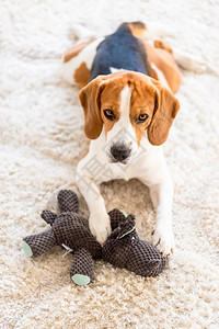在地毯上戴猫头鹰玩具的比格尔狗在地毯上看着相机原始照片比格尔狗在地毯上戴着猫头鹰玩具原始照片背景图片