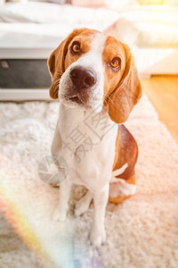 Beagle狗坐在地毯上看着镜头图片