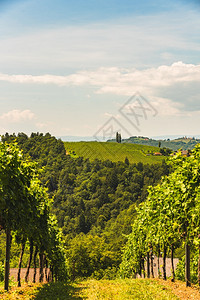 7月在奥地利葡萄园南施蒂里亚莱布尼茨地区南施蒂里亚州旅游目的地酒庄南施蒂里亚莱布尼茨地区背景图片