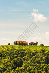 7月在奥地利葡萄园南施蒂里亚莱布尼茨地区南施蒂里亚州旅游目的地酒庄南施蒂里亚莱布尼茨地区背景图片