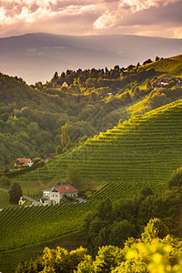 日落和景观的葡萄园排在奥地利农村莱布尼茨Kitzeckim绍尔旅游目的地莱布尼茨KitzeckimSausal奥地利乡村葡萄园的图片