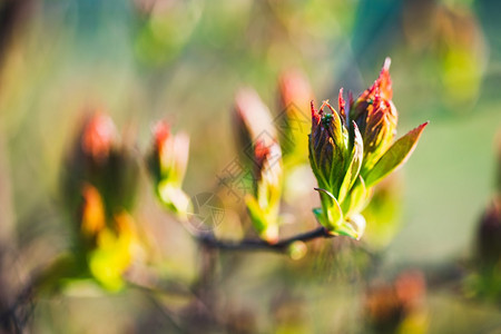 关闭树叶从春天的芽发季节背景有选择的焦点图片