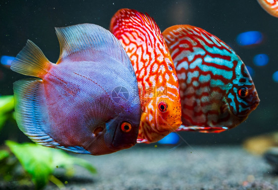 水族馆里的七彩鱼淡水水族馆概念水族馆里的七彩鱼图片