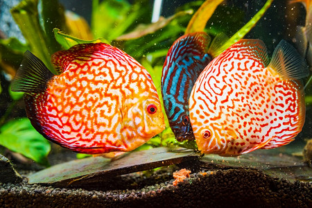 在水族馆里吃牛心肉方块在鱼上喂食的水族馆里多彩鱼图片