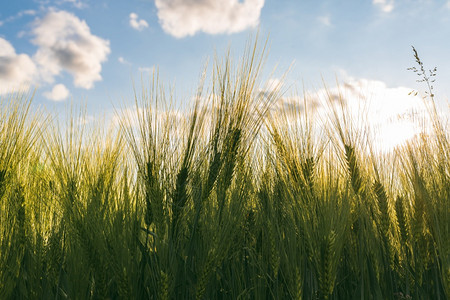 春季的田野绿色小麦选择焦点浅度的DOF背景青少年光亮的黑麦农业概念春季的田地绿色小麦选择焦点浅度的DOF背景图片