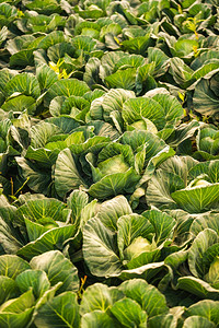 绿色卷心菜长在田里农业概念V图片