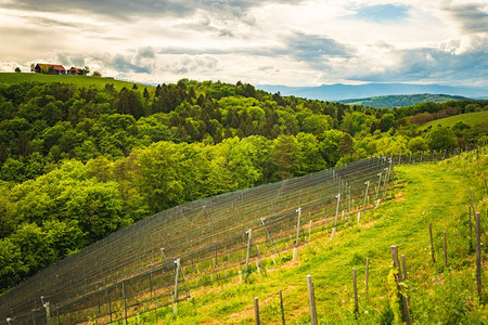 奥地利的春葡萄园南施蒂里亚的莱布尼茨地区葡萄酒国托斯卡纳等地和著名的旅游点葡萄酒国图片