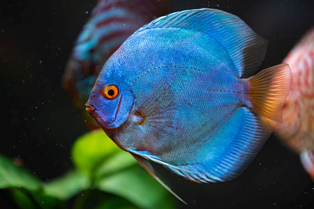 在鱼缸里捕到美丽的蓝色生动鱼缸里捕到的蓝色生动鱼图片