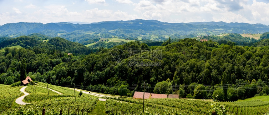 奥地利著名的红心制酒之路夏季在斯洛文尼亚红心形式HerzellStrasse夏季葡萄园Spisnik旅游点奥地利著名的红心制酒道图片