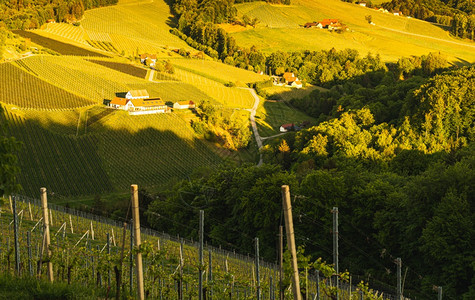 奥地利斯蒂尔马克的南施里亚葡萄园景色被日落淹没奥地利斯蒂尔马克的南施里亚葡萄园景色为著名白葡萄酒参观的美丽宁静之地奥利斯蒂尔马克图片